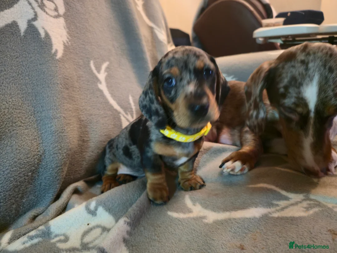 Miniature Dachshund dogs for sale: Adorable Mini Dachshund pups,KC Reg, DNA Tested in Poole - Advert 5