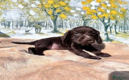 Cocker Spaniel dogs for sale: Kc Cocker spaniel puppys - Image 7
