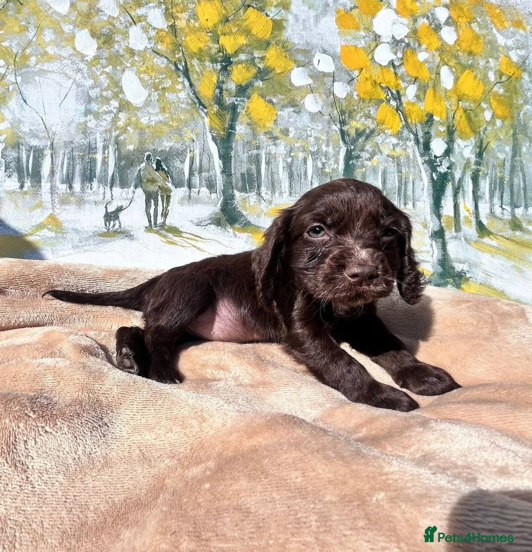 Cocker Spaniel dogs for sale: Kc Cocker spaniel puppys - Image 7
