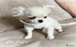 Chihuahua dogs for sale: KC white LC chihuahua boy show line  - Image 3