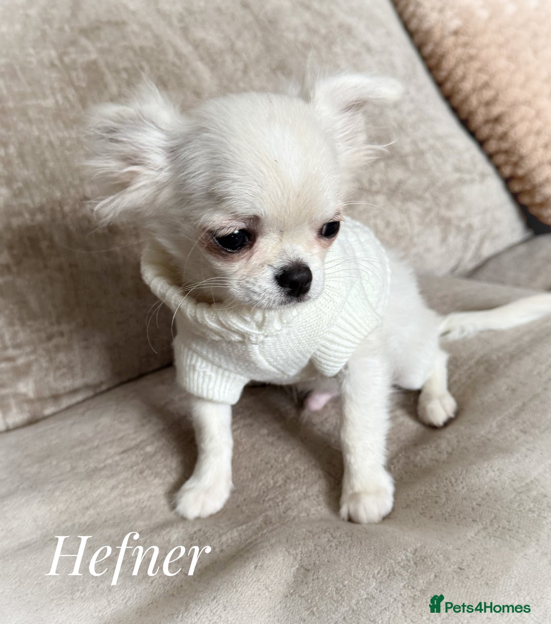 Chihuahua dogs for sale: KC white LC chihuahua boy show line  - Image 3