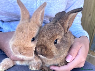 Netherland Dwarf rabbits - Advert 3