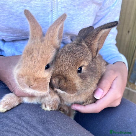 Netherland Dwarf rabbits - Advert 1