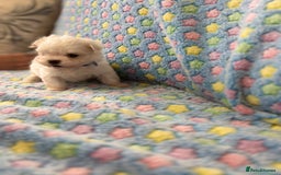 Maltese dogs for sale: Tiny kc registered maltese Korean boys  - Image 3