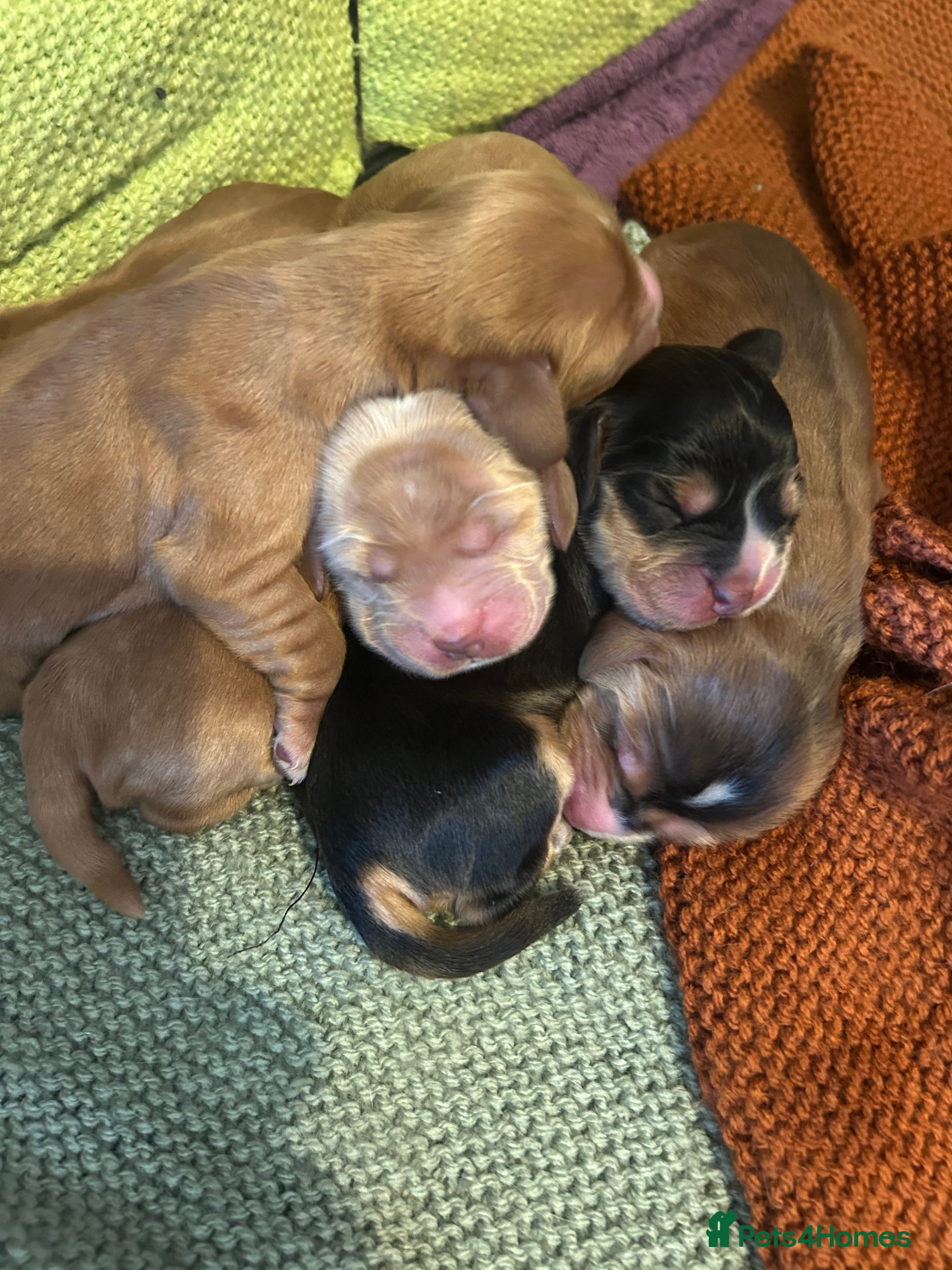 Cocker Spaniel dogs  SHOW true to type quality puppies 🐶  - Advert 5