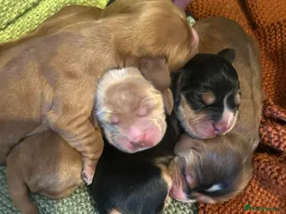 Cocker Spaniel dogs SHOW true to type quality puppies 🐶 - Advert 5