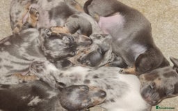 Miniature Dachshund dogs for sale: 💜Extra Dapple miniature Daschunds babys 💜 - Image 9