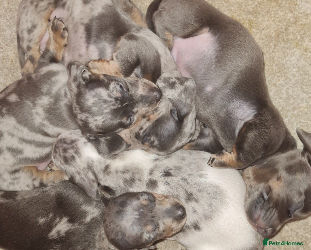 Miniature Dachshund dogs for sale: 💜Extra Dapple miniature Daschunds babys 💜 - Image 9