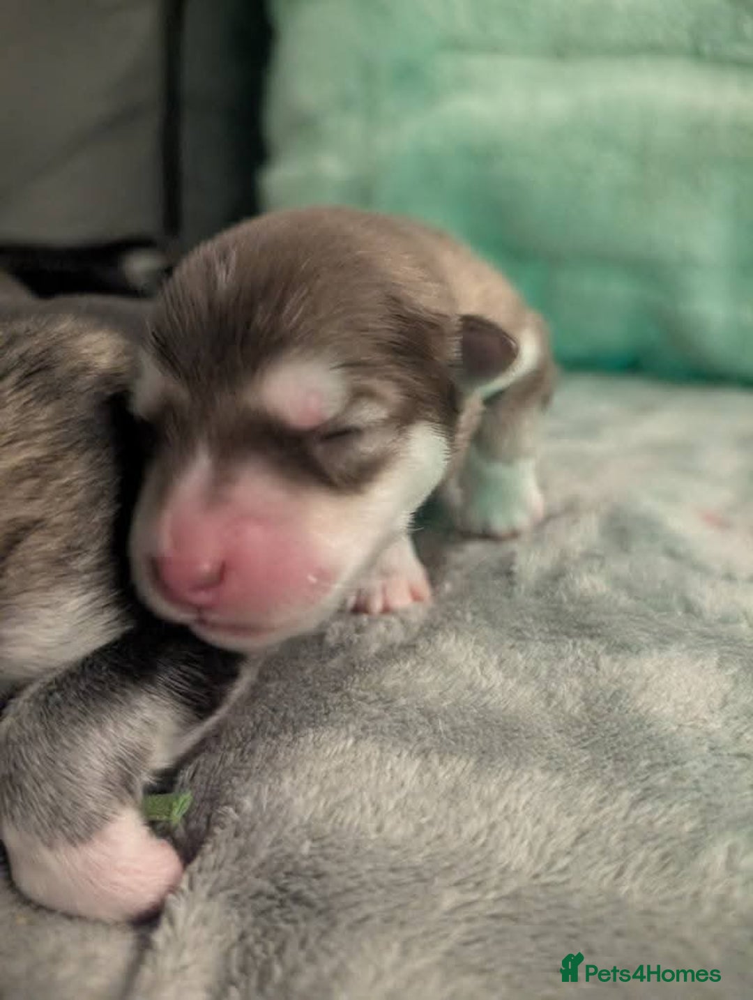 Alaskan Malamute dogs for sale: KC Alaskan malamute puppies champion lines - Image 18