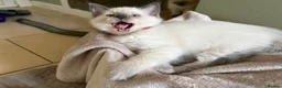 Ragdoll cats for sale: Bluepoint Ragdol female  - Advert 4