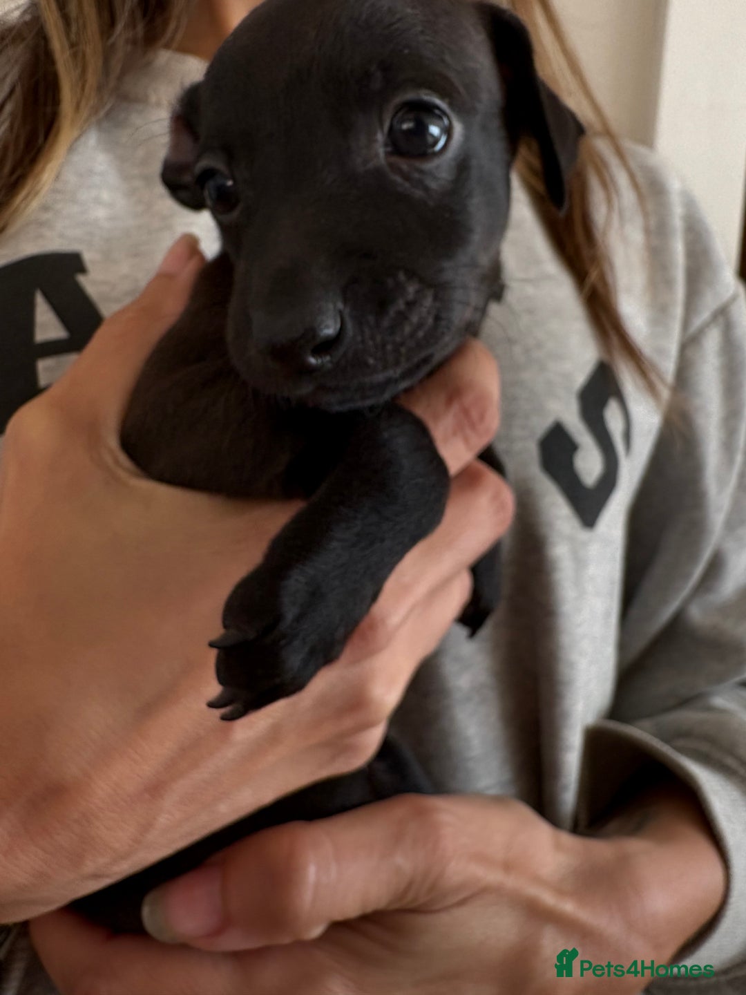 Italian Greyhound dogs for sale: Beautiful Italian Greyhound puppies for sale  - Image 9
