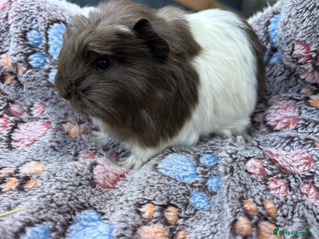 Guinea Pig rodents for sale: Guinea pigs for reservation  - Advert 3