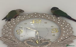 Conures birds for sale: Conures for sale with cage  - Image 4