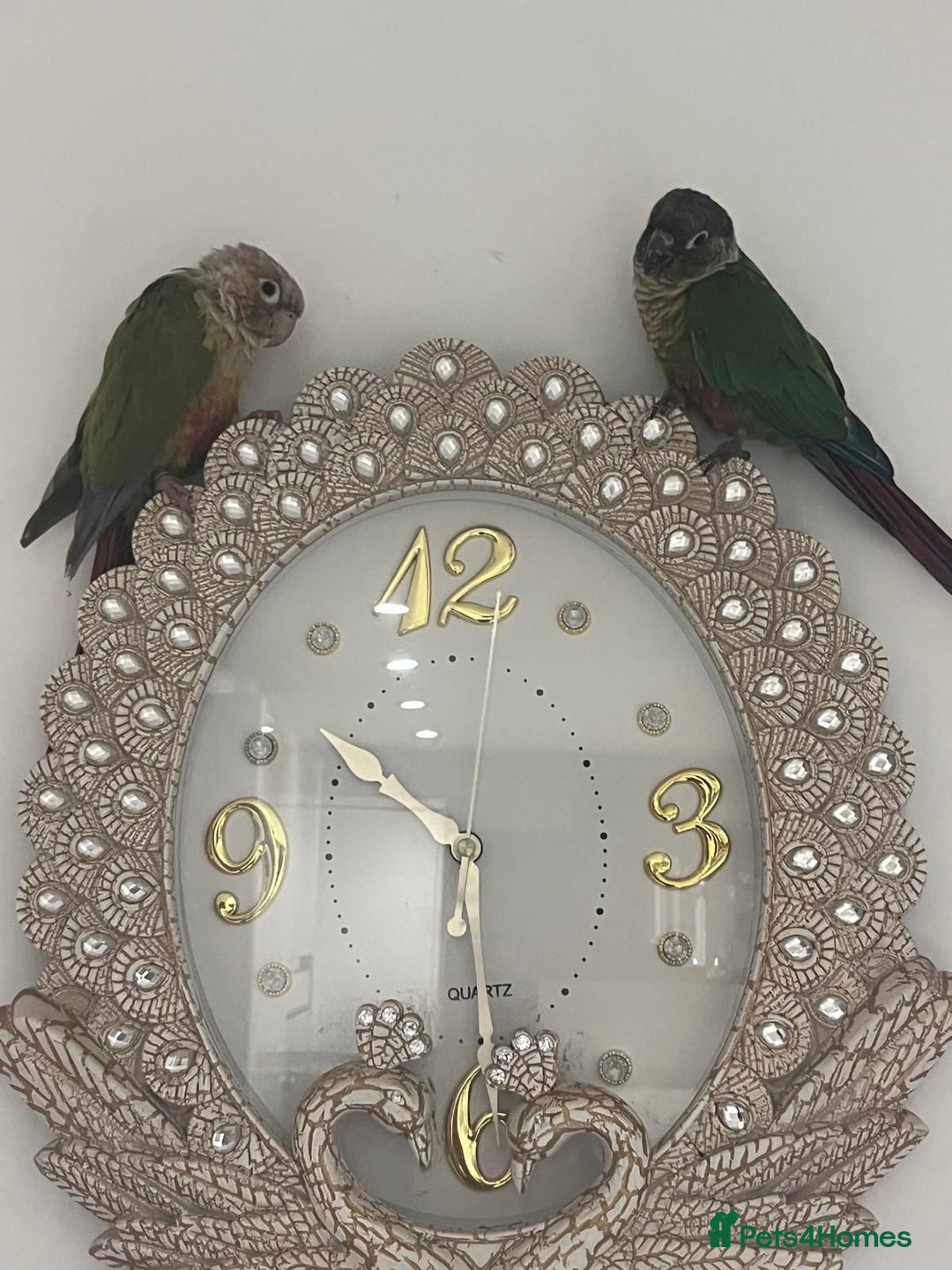 Conures birds for sale: Conures for sale with cage  - Image 4
