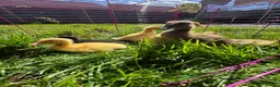 Ducks poultry for sale: Indian runner ducklings for sale  - Advert 2