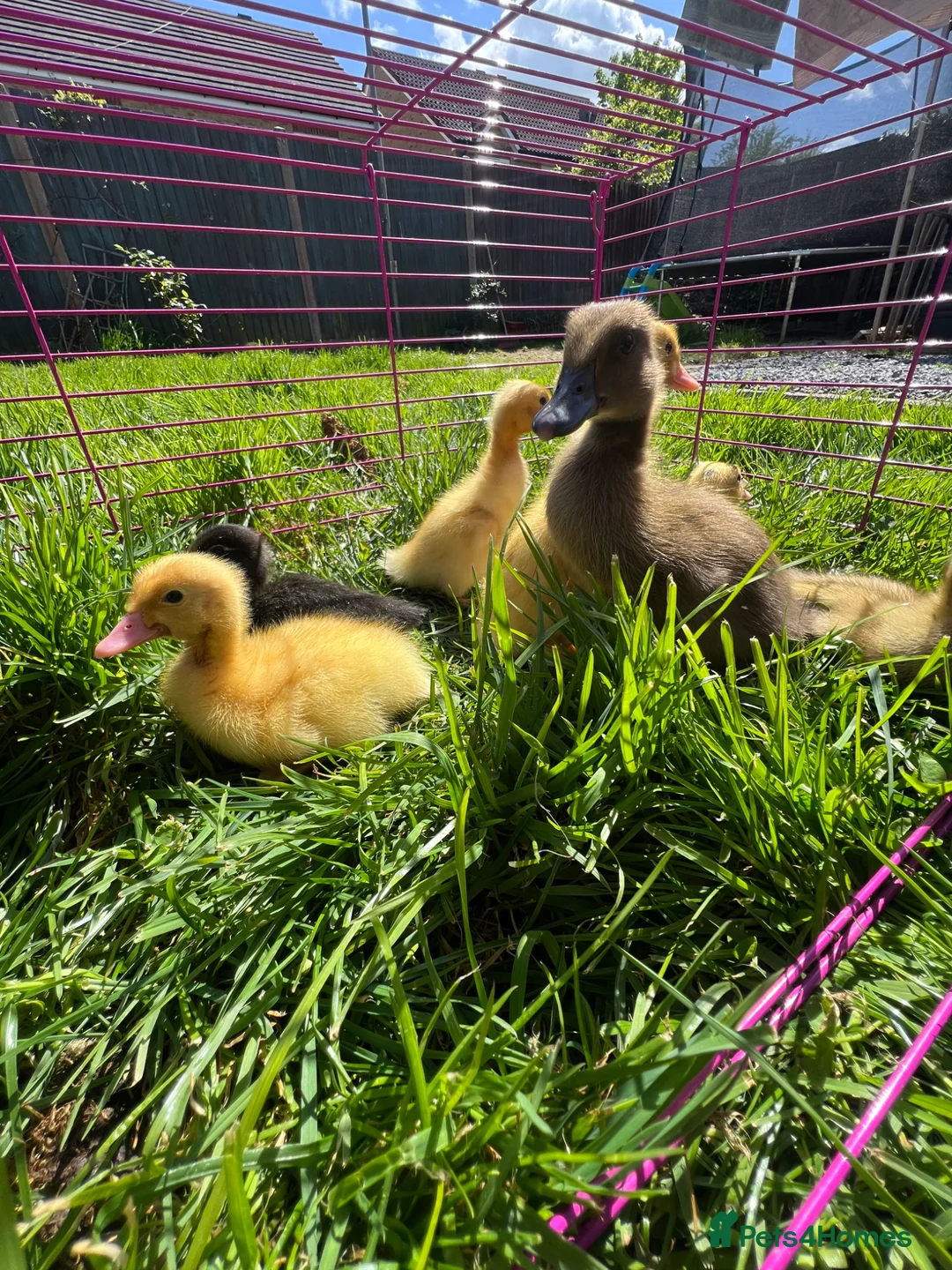 Ducks poultry for sale: Indian runner ducklings for sale  - Advert 2