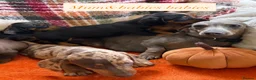 Dachshund dogs for sale: 5 beautiful dachshund girls  - Advert 26