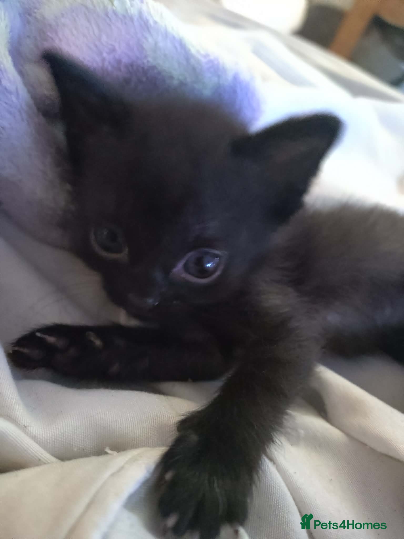 Domestic Shorthair cats Black kittens  - Advert 4