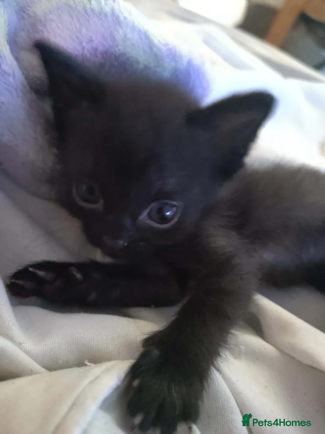 Domestic Shorthair cats for sale: Black kittens  in Wakefield - Advert 1