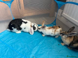 Mini Lop rabbits 3 rabbits - Advert 1