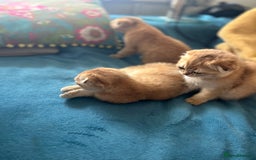 Scottish Fold cats for sale: Gold Chinchilla Scottish fold baby’s  - Image 25