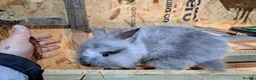 Mixed Breed rabbits for sale: Lion head cross with New zealand white - Advert 5