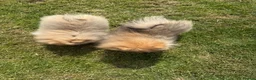 Pomeranian dogs for sale: Teddy face Pomeranians  - Advert 3