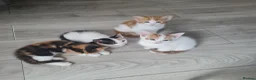 Mixed Breed cats for sale: Little kittens - Advert 3