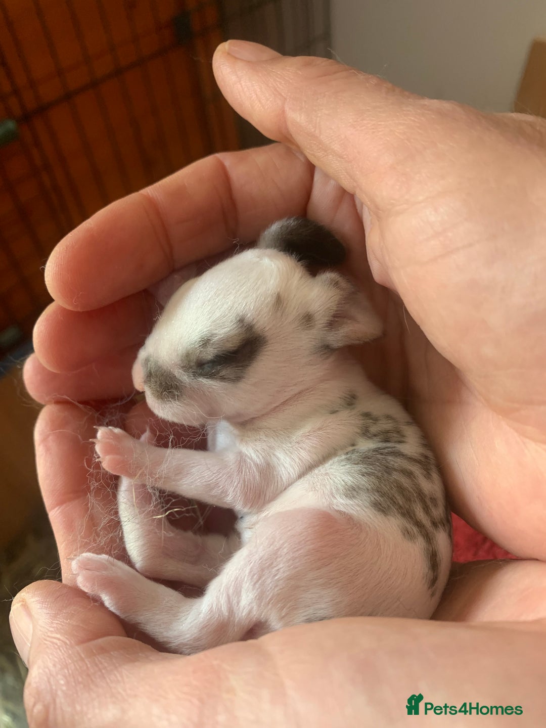 Rex rabbits for sale: Friendly velvety rex rabbits for sale - Image 5