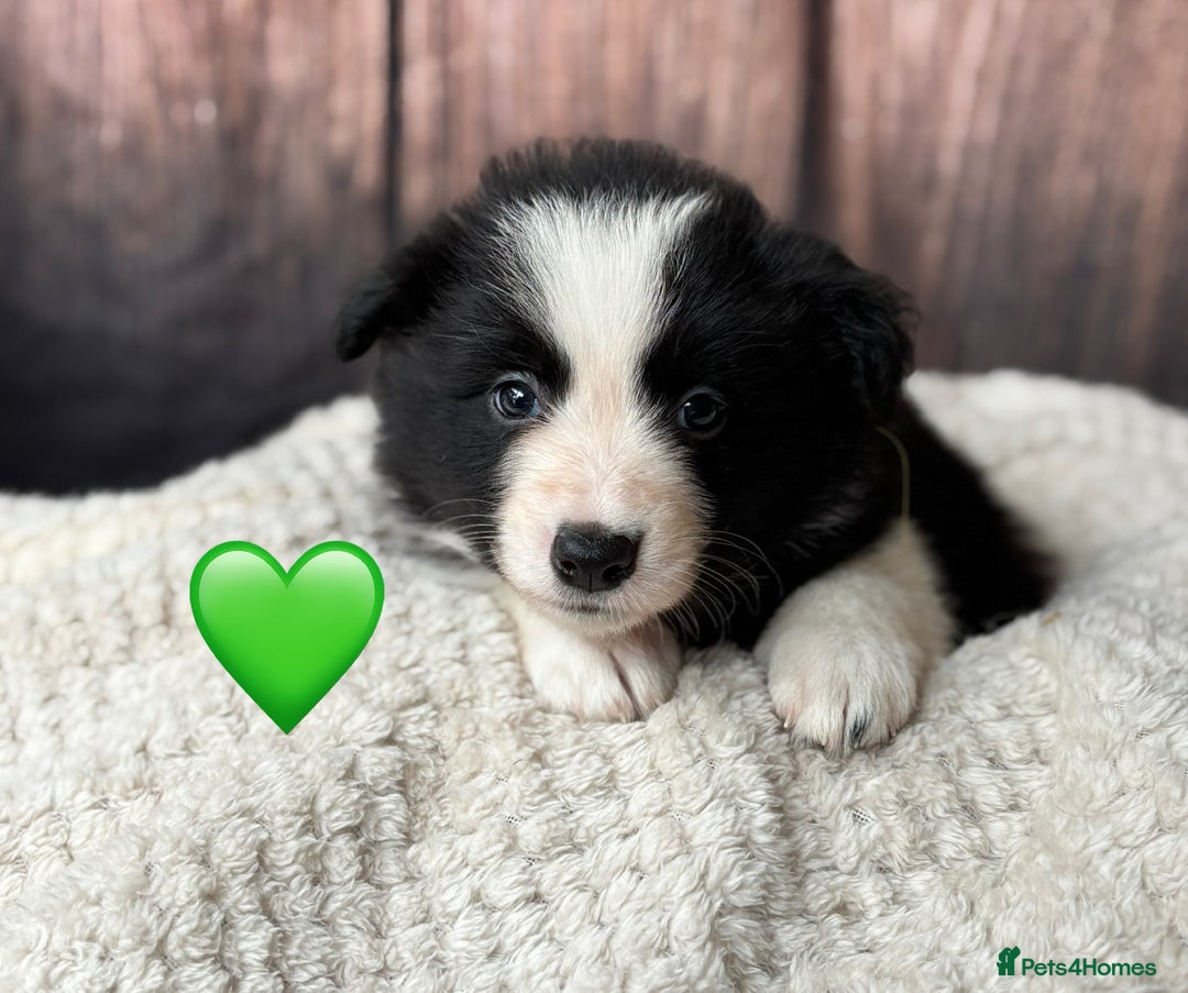 Border Collie dogs for sale: 7 Beautiful Border Collie Puppies  - Image 15