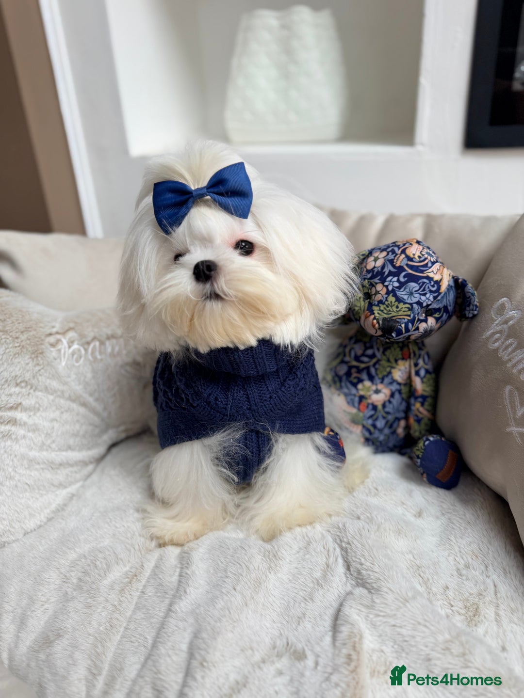 Maltese dogs for sale: Beautiful 6 month old Maltese Puppy Ready Now - Advert 27