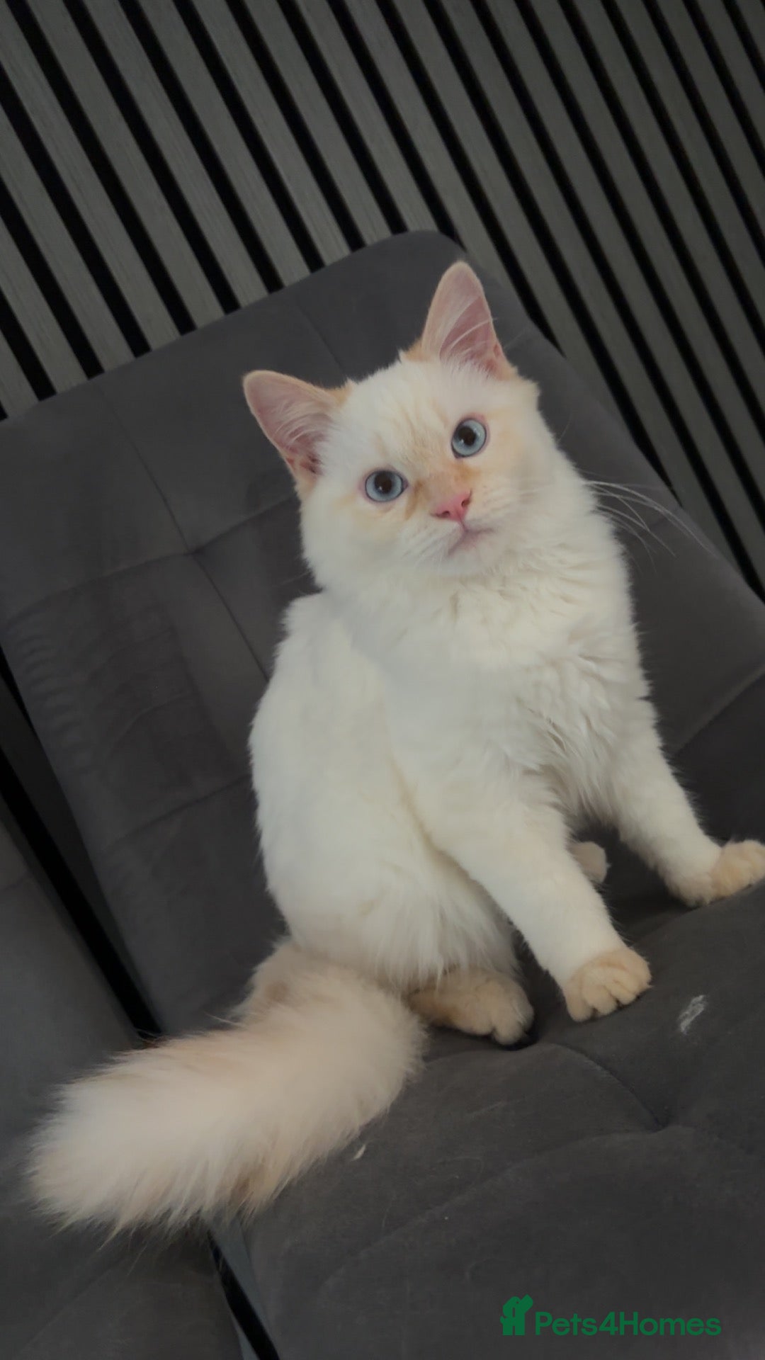 Ragdoll cats FLAME POINT MALE RAGDOLL  - Advert 11