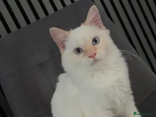 Ragdoll cats FLAME POINT MALE RAGDOLL - Advert 11