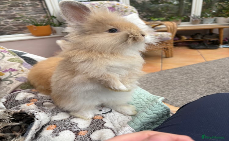 Angora rabbits - Advert 1