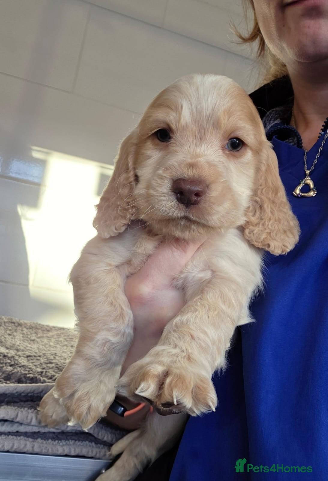 Cocker Spaniel dogs Cocker Spaniel Puppies - Advert 1