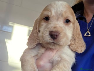 Cocker Spaniel dogs Cocker Spaniel Puppies - Advert 1