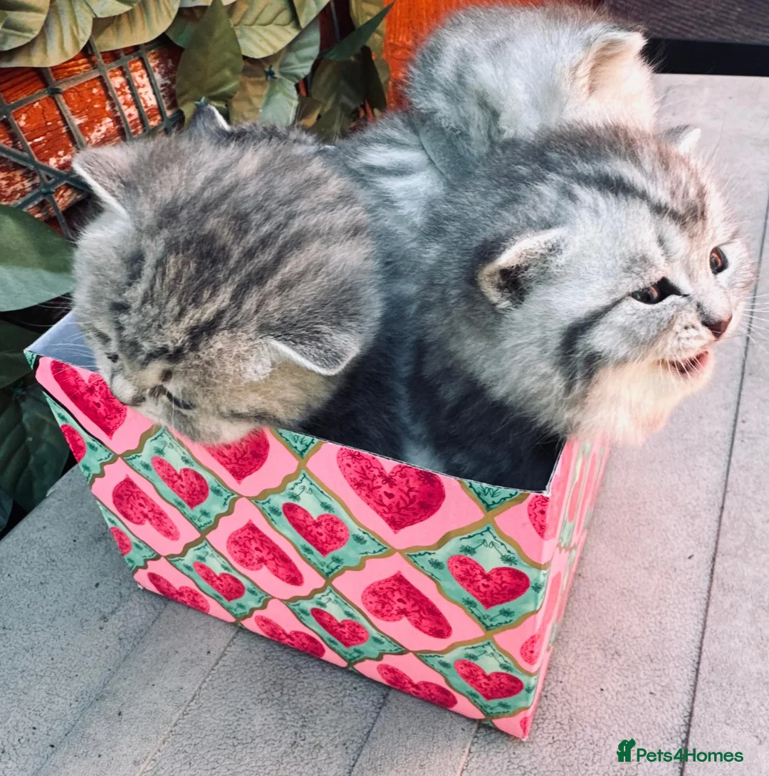 British Shorthair cats for sale: Blue silver tipped beauty's for sale *GCCF* - Advert 1