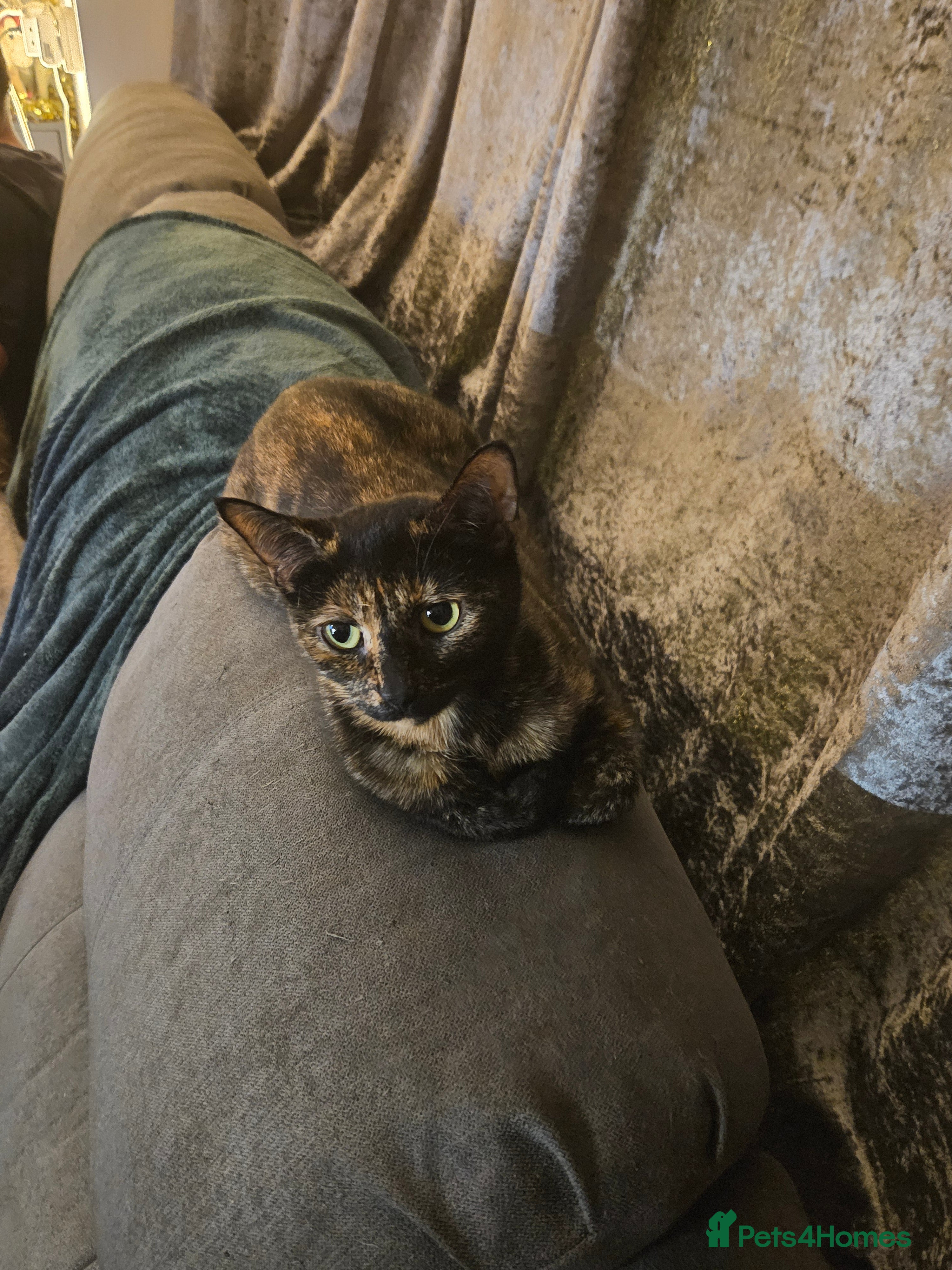 Mixed Breed cats Having to rehome my 2 female cats  - Advert 15