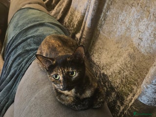 Mixed Breed cats Having to rehome my 2 female cats - Advert 3