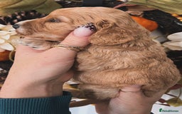 Cockapoo dogs for sale: Cockapoo puppies  - Advert 14