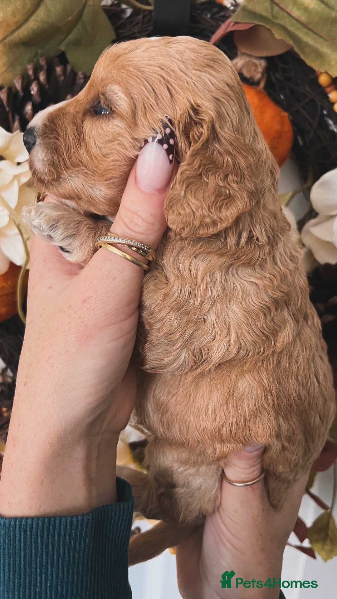 Cockapoo dogs for sale: Cockapoo puppies  - Advert 14