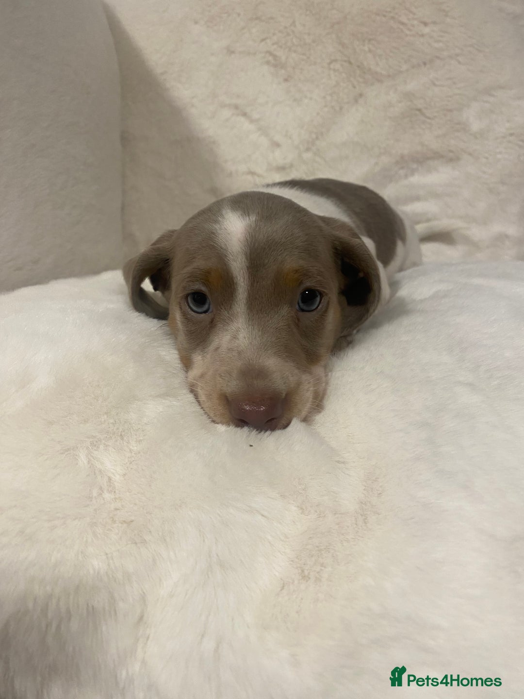 Miniature Dachshund dogs for sale: PRA Clear KC Registered Mini Dachshunds - Advert 4
