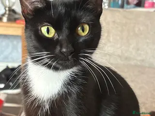 British Shorthair cats Two beautiful kittens - Advert 2