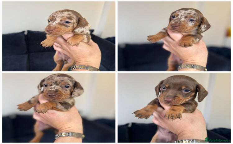 Miniature Dachshund dogs - Advert 9