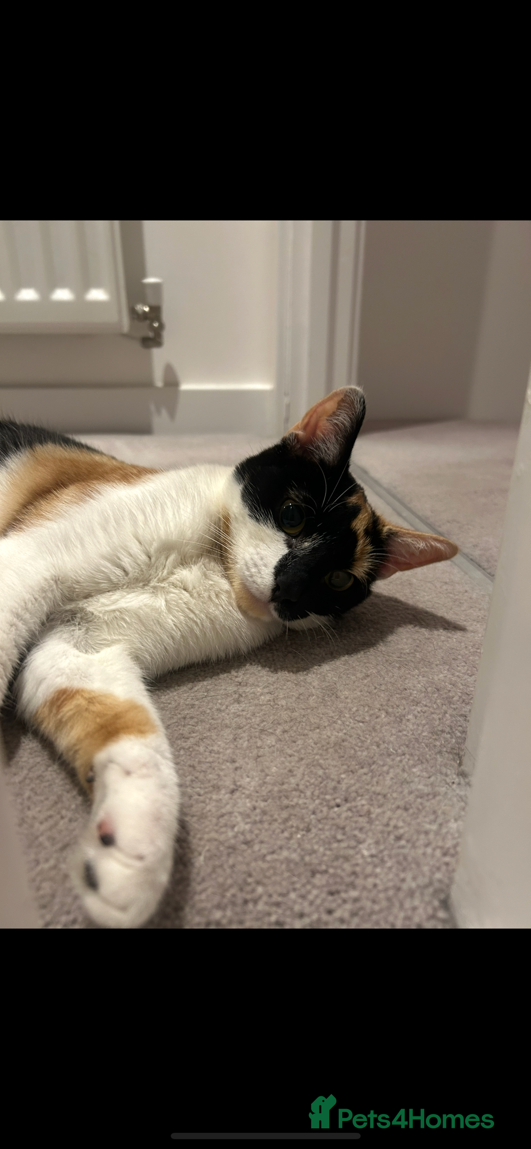 British Shorthair cats for sale: Tigga - Advert 5