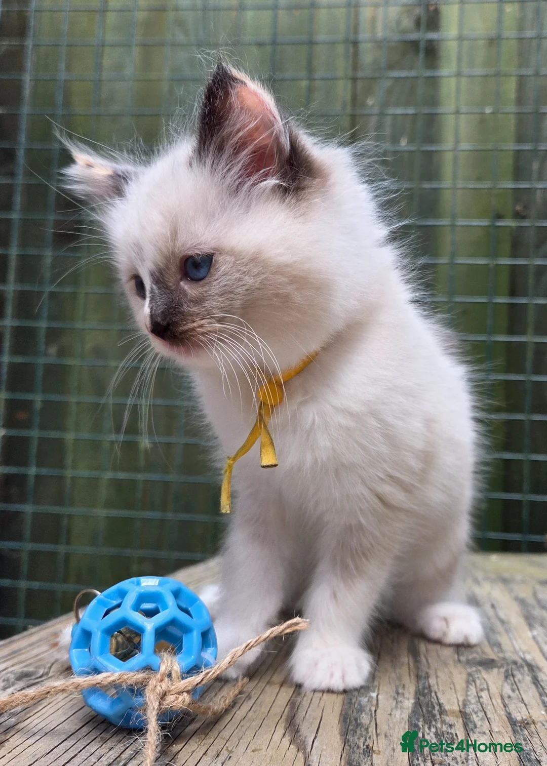 Ragdoll cats for sale: 1 Beautiful Tori Girl Ragdoll - Advert 11