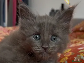 Maine Coon cats Big Cuddly Fully Health Tested 100% Maine Coons - Advert 2