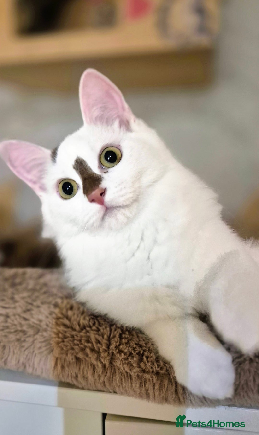 Munchkin cats for sale: Purebred TICA reg. Munchkin kittens ready to go  - Image 5