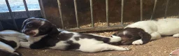 English Springer Spaniel dogs for sale: Farm bred springer spaniel puppies - Advert 6