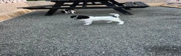 English Springer Spaniel dogs for sale: English Working Springer Spaniels - Advert 4